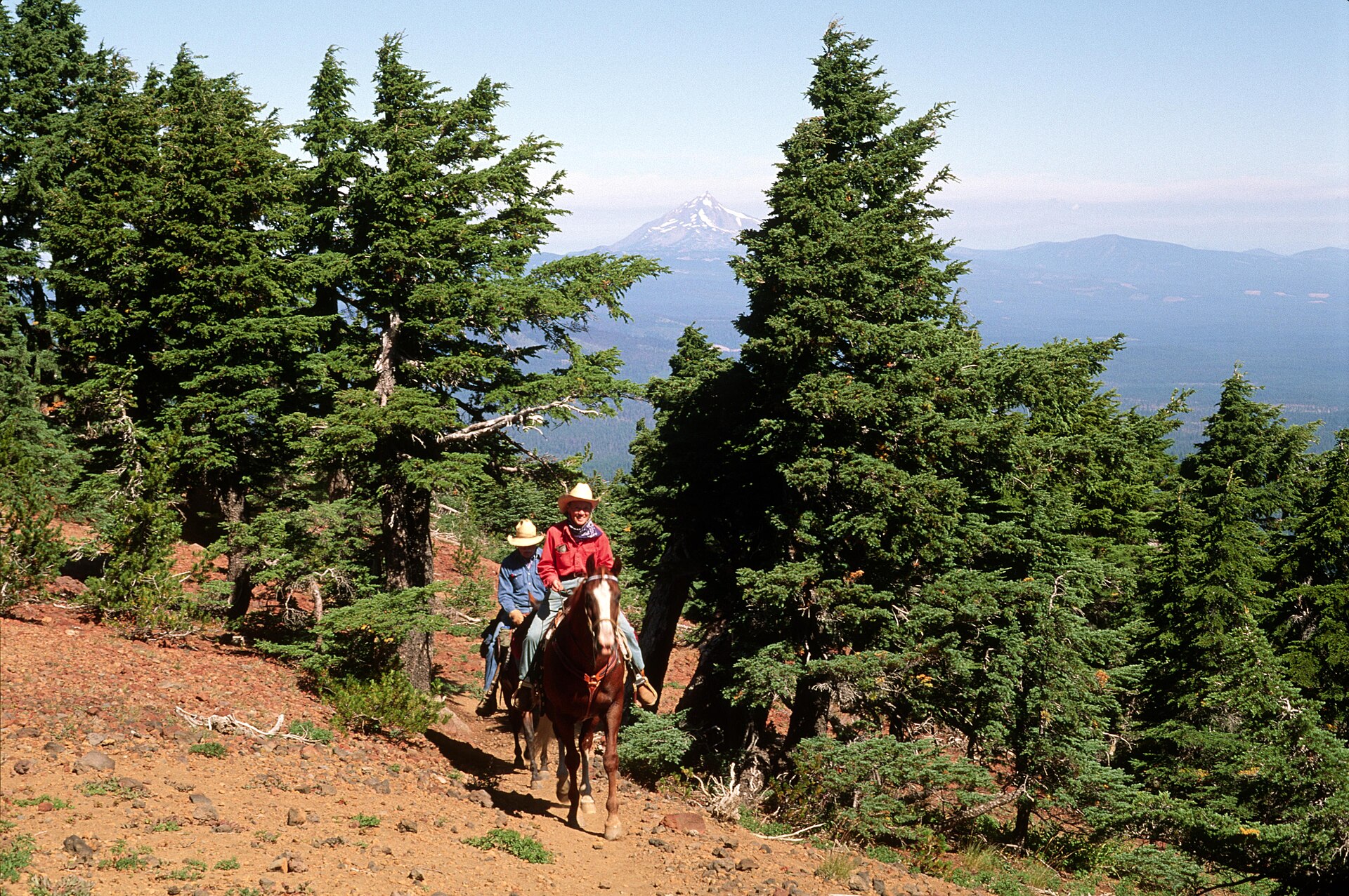 Horseback riders on a guided trail ride through the woods