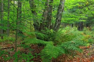 Dense Pocono forest near Long Pond, Pennsylvania