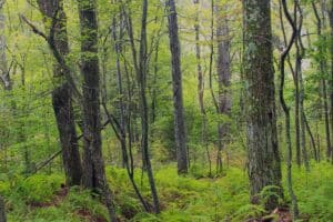Pocono woodland near Lake Harmony, Pennsylvania