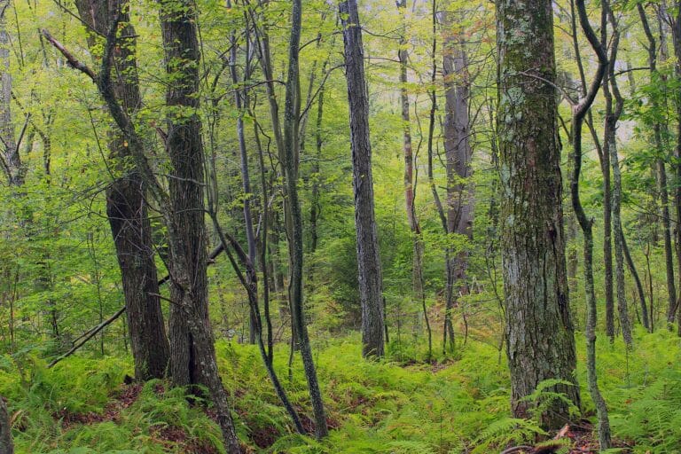 Pocono woodland near Lake Harmony, Pennsylvania