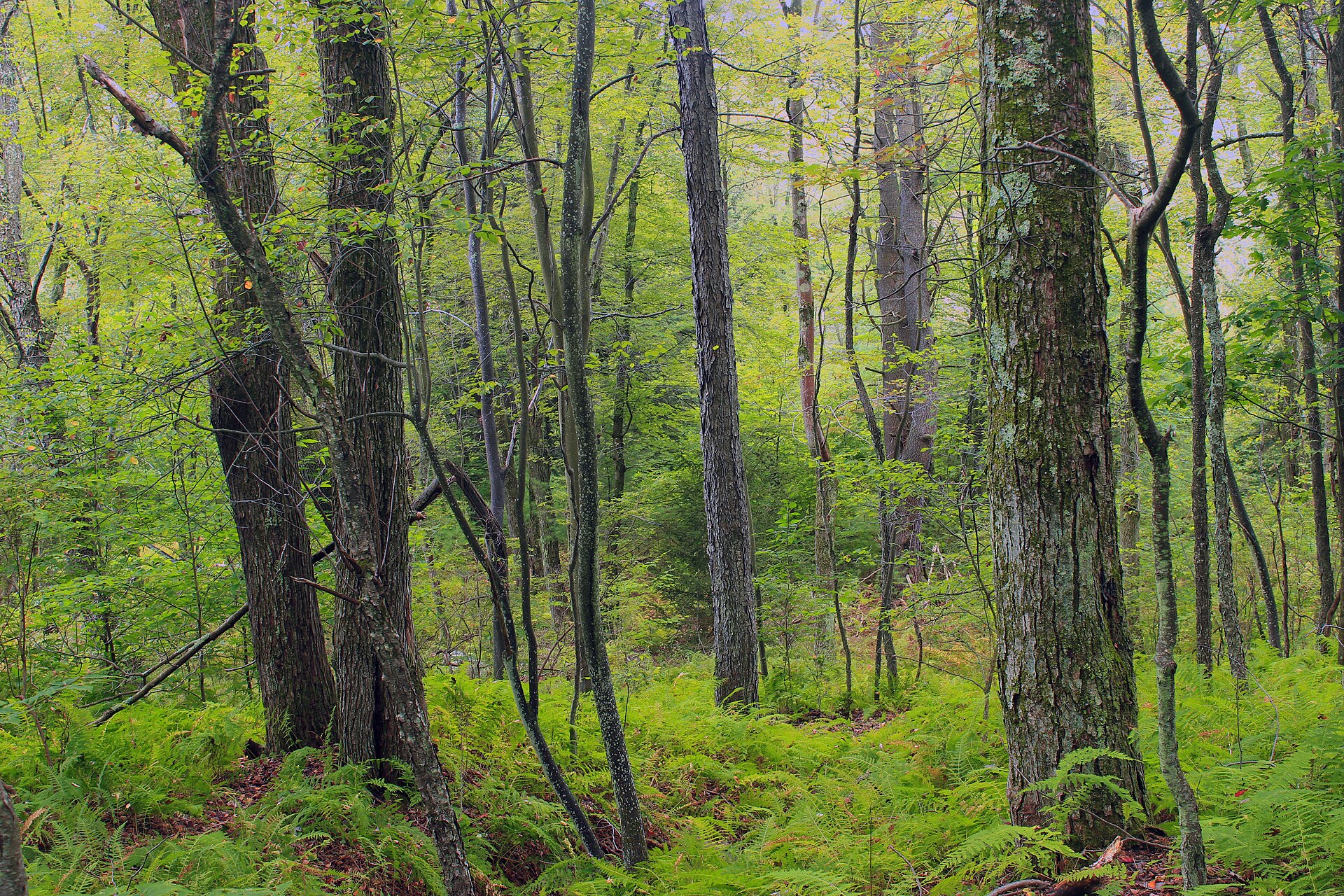 Pocono woodland near Lake Harmony, Pennsylvania